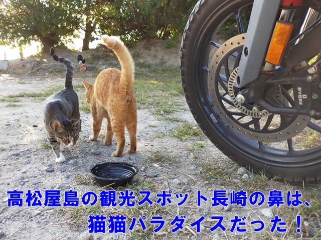 猫好き必見 高松屋島観光スポット長崎の鼻は猫パラダイスだった サプライズギフト プレゼント幸せ Com